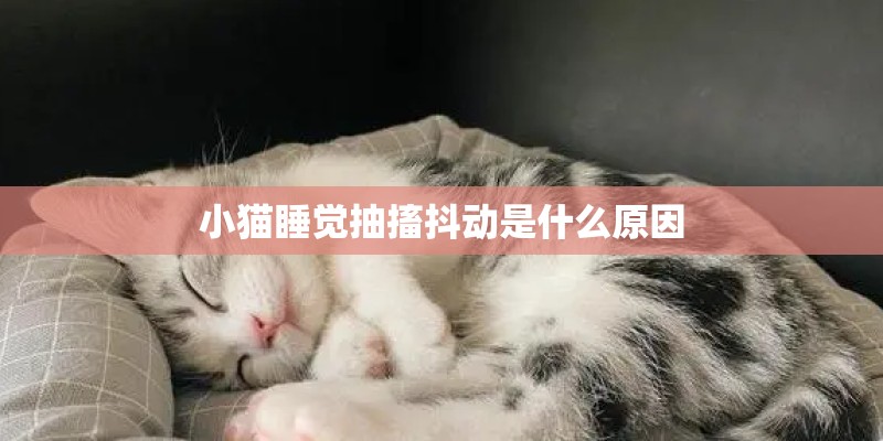 小猫睡觉抽搐抖动是什么原因