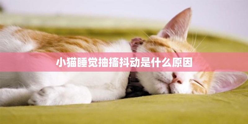 小猫睡觉抽搐抖动是什么原因