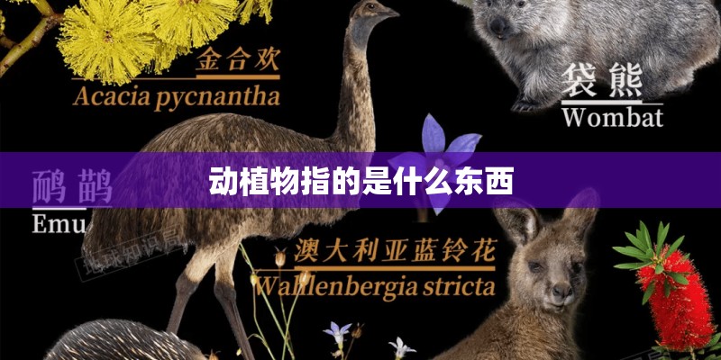 动植物指的是什么东西