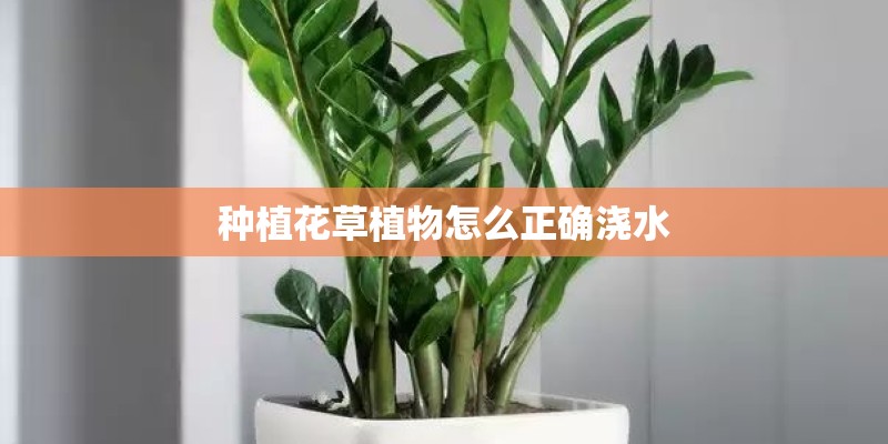 种植花草植物怎么正确浇水