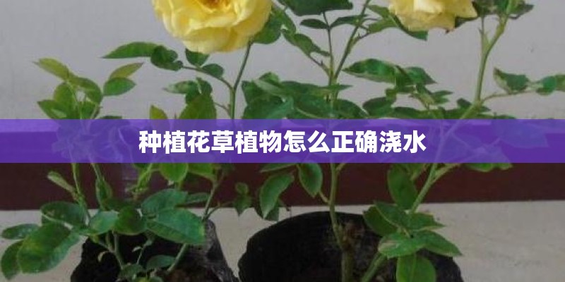 诸葛亮为什么能骂死王司徒