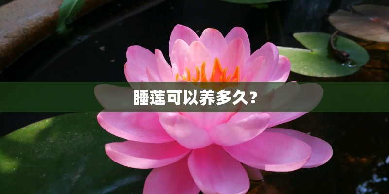 睡莲可以养多久？