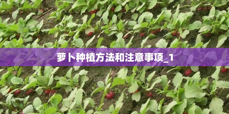 萝卜种植方法和注意事项_1