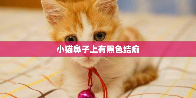 小猫鼻子上有黑色结痂
