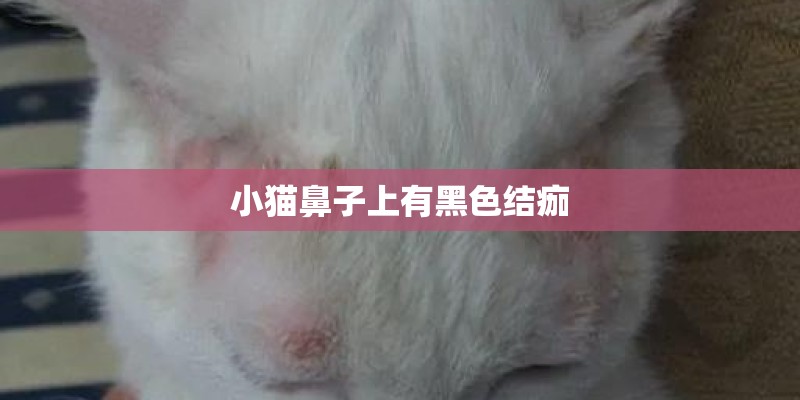 小猫鼻子上有黑色结痂