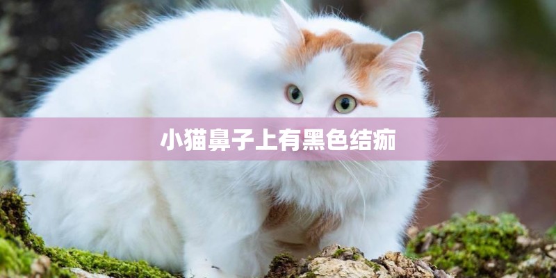 小猫鼻子上有黑色结痂