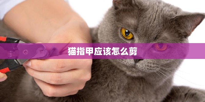 猫指甲应该怎么剪