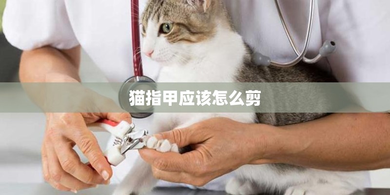猫指甲应该怎么剪