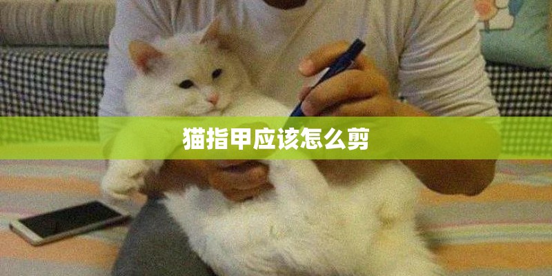 猫指甲应该怎么剪