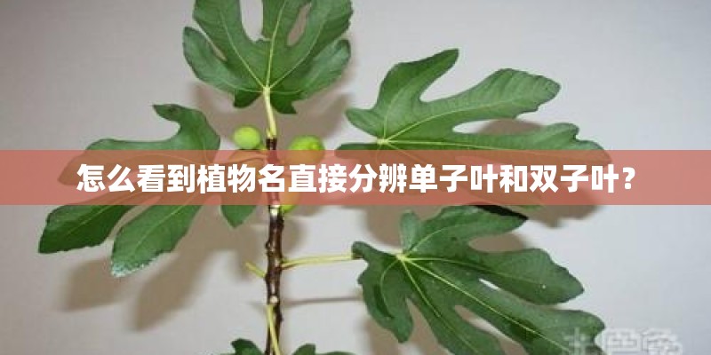 怎么看到植物名直接分辨单子叶和双子叶？