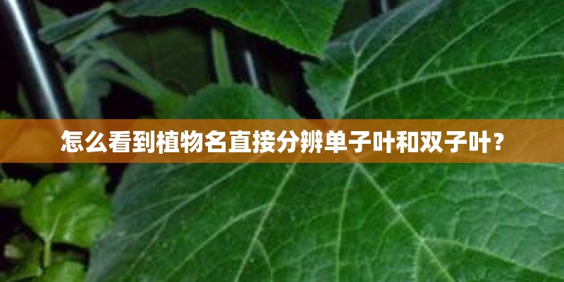 怎么看到植物名直接分辨单子叶和双子叶？