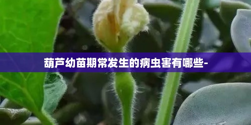 葫芦幼苗期常发生的病虫害有哪些-