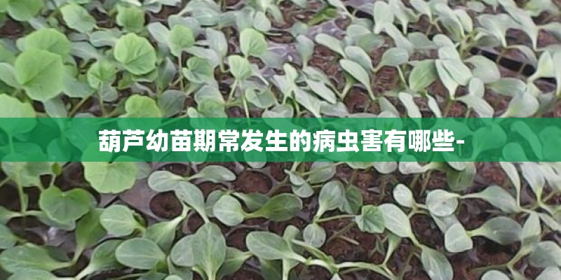 葫芦幼苗期常发生的病虫害有哪些-