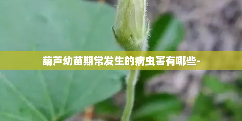 葫芦幼苗期常发生的病虫害有哪些-