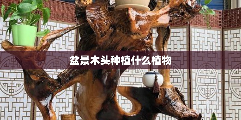 盆景木头种植什么植物
