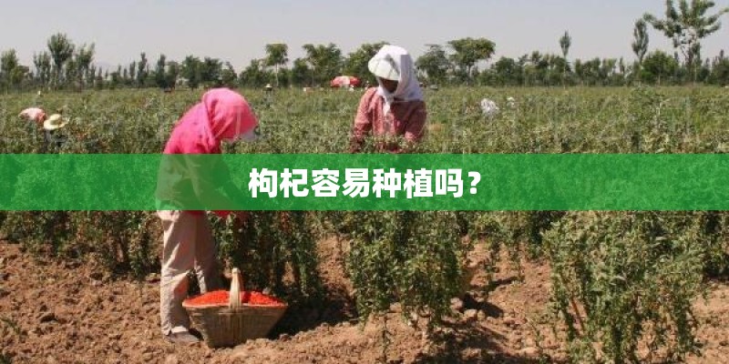 枸杞容易种植吗？