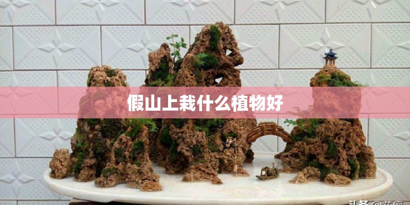 假山上栽什么植物好