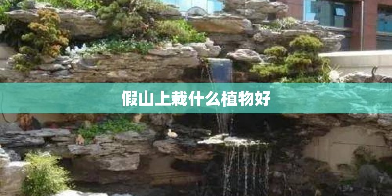 假山上栽什么植物好