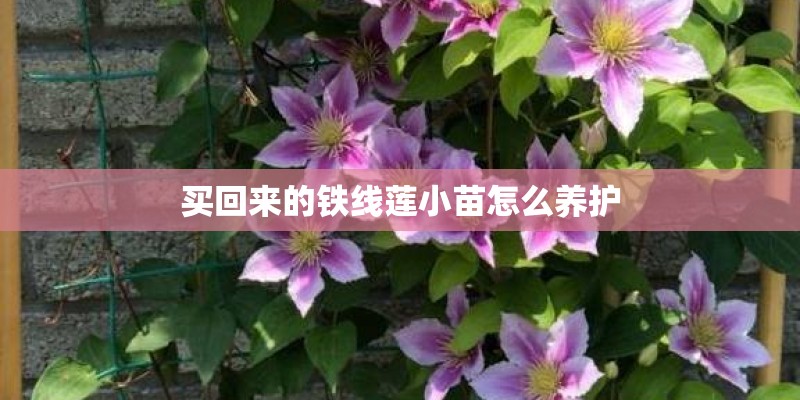 买回来的铁线莲小苗怎么养护