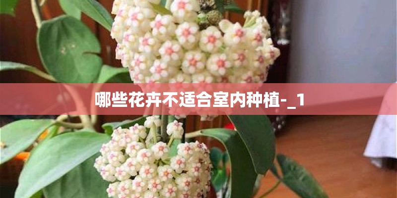 哪些花卉不适合室内种植-_1