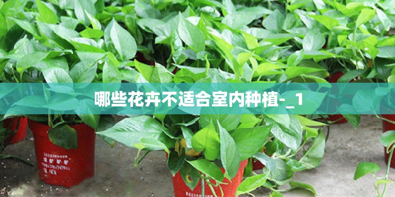 哪些花卉不适合室内种植-_1