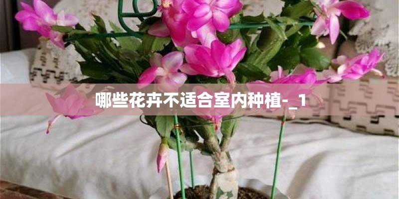 哪些花卉不适合室内种植-_1