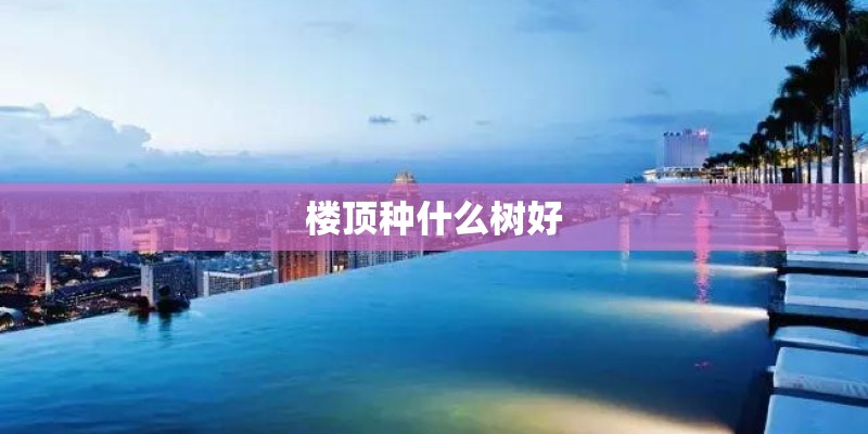 楼顶种什么树好