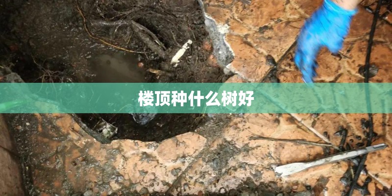 楼顶种什么树好