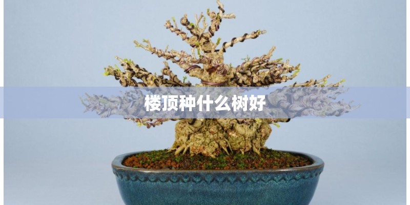 楼顶种什么树好