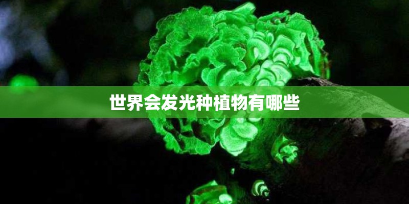 世界会发光种植物有哪些