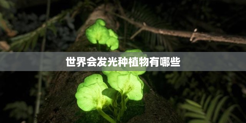 世界会发光种植物有哪些