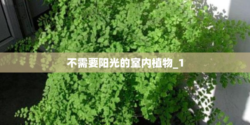 不需要阳光的室内植物_1