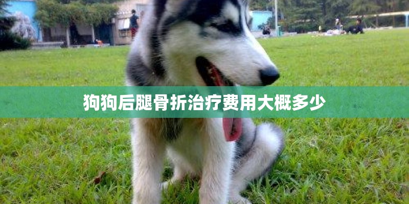 狗狗后腿骨折治疗费用大概多少