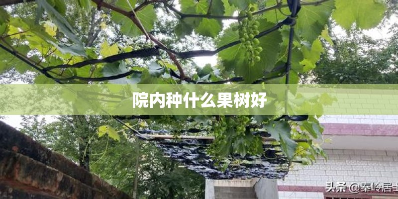 院内种什么果树好
