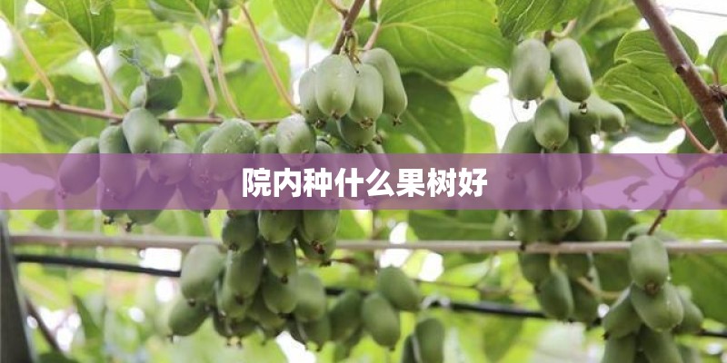 院内种什么果树好