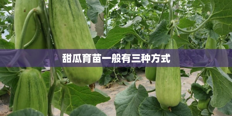 甜瓜育苗一般有三种方式