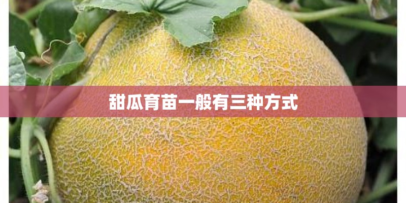 甜瓜育苗一般有三种方式
