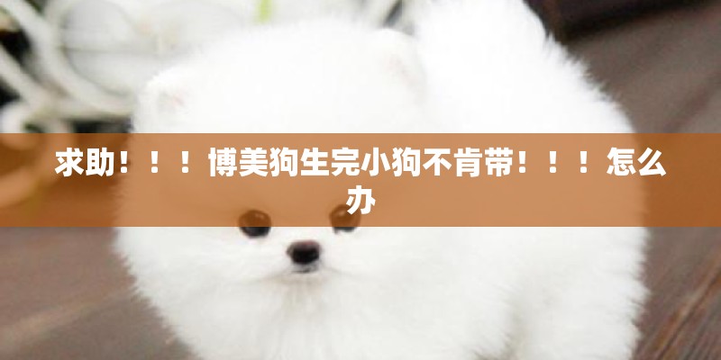 求助！！！博美狗生完小狗不肯带！！！怎么办