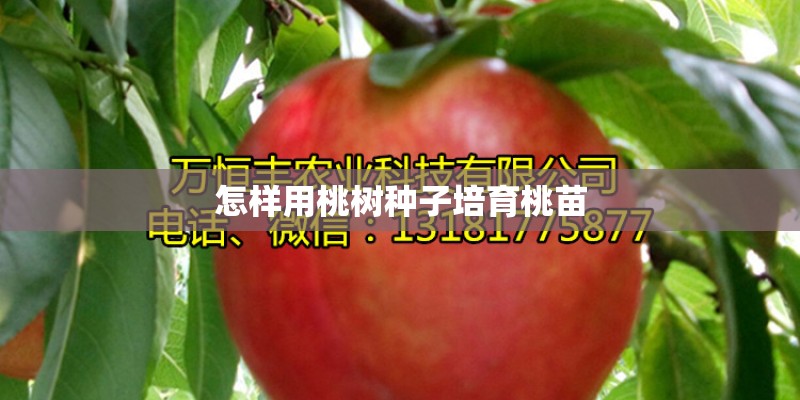 怎样用桃树种子培育桃苗