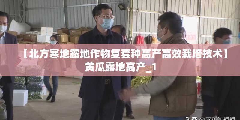 【北方寒地露地作物复套种高产高效栽培技术】黄瓜露地高产_1