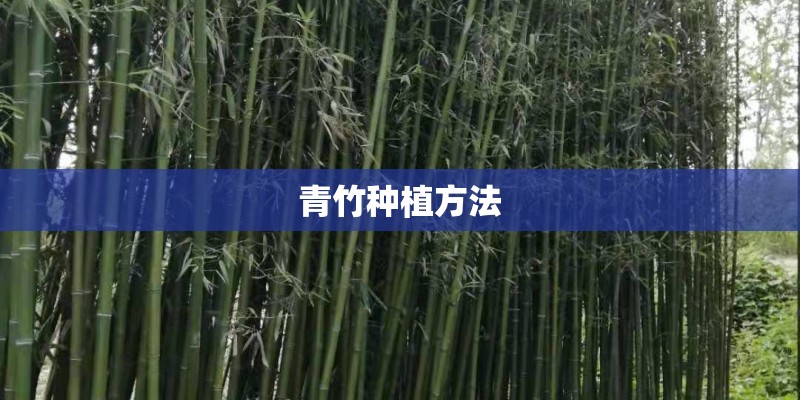 青竹种植方法