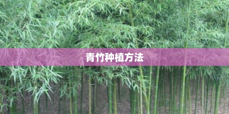 青竹种植方法