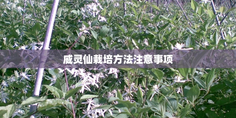 威灵仙栽培方法注意事项