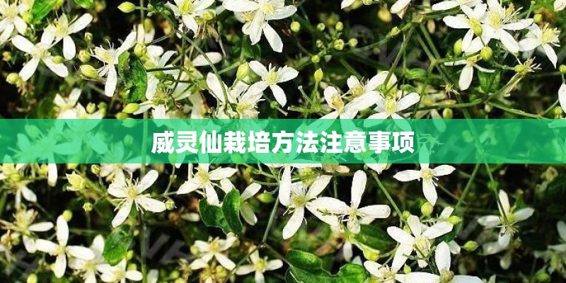 威灵仙栽培方法注意事项