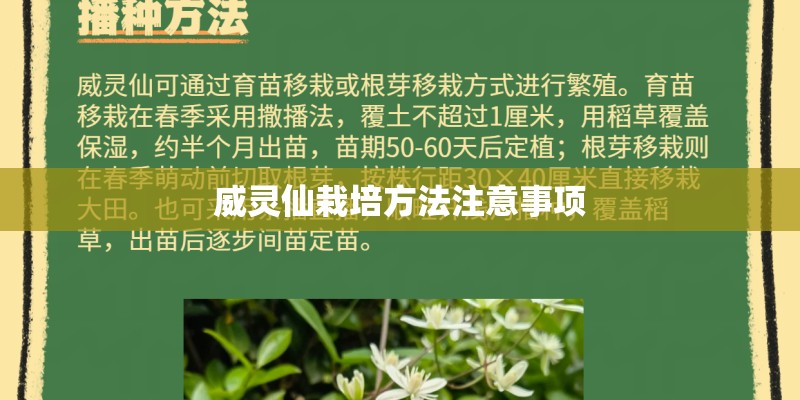 威灵仙栽培方法注意事项