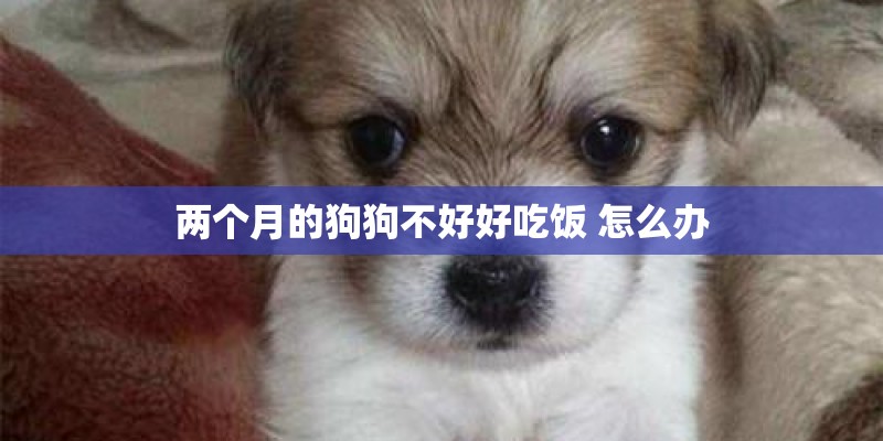 两个月的狗狗不好好吃饭 怎么办