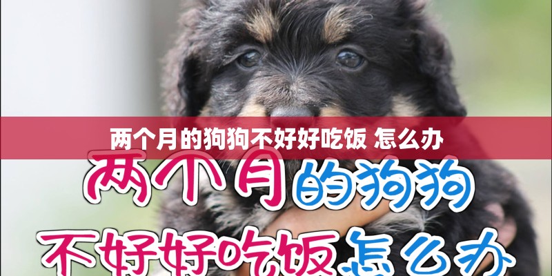 两个月的狗狗不好好吃饭 怎么办