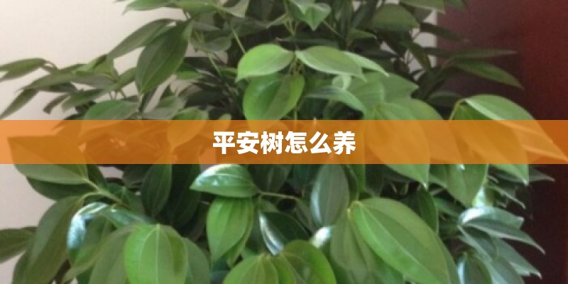 平安树怎么养