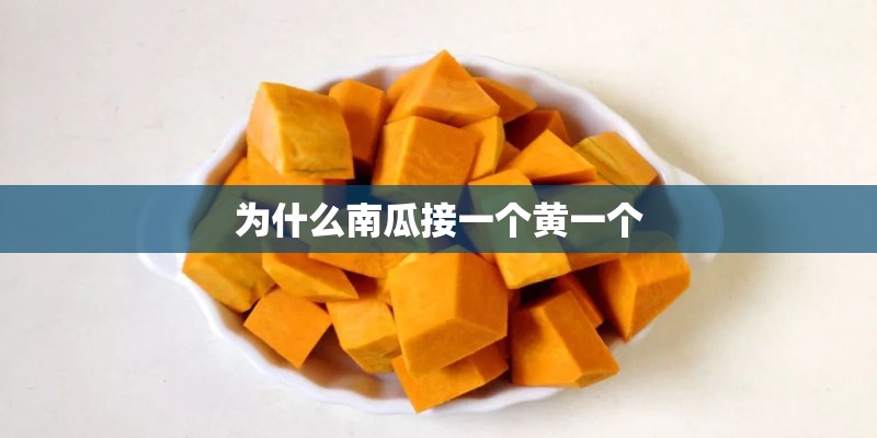 为什么南瓜接一个黄一个