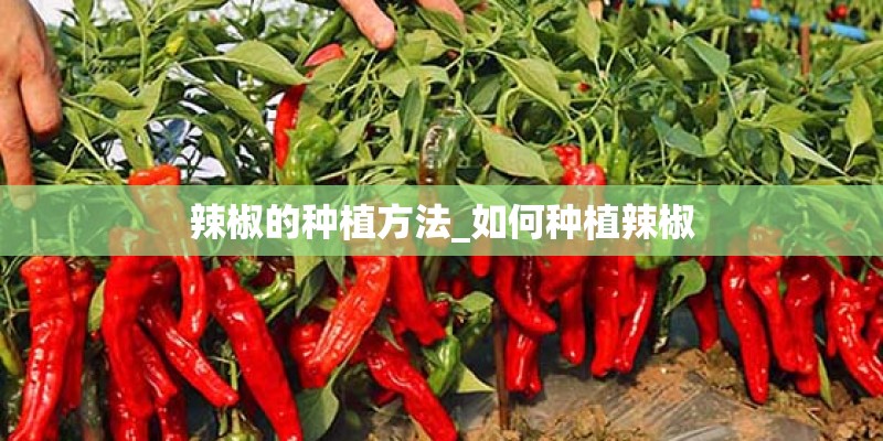 辣椒的种植方法_如何种植辣椒
